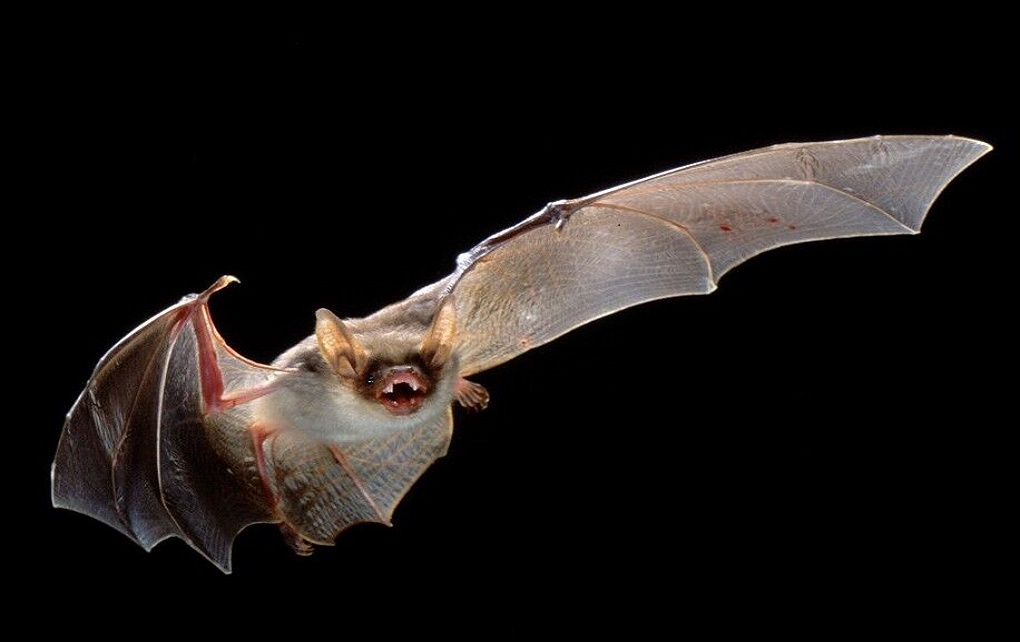 خفاش دلیل ابتلا به ویروس کرونا اعلام شد