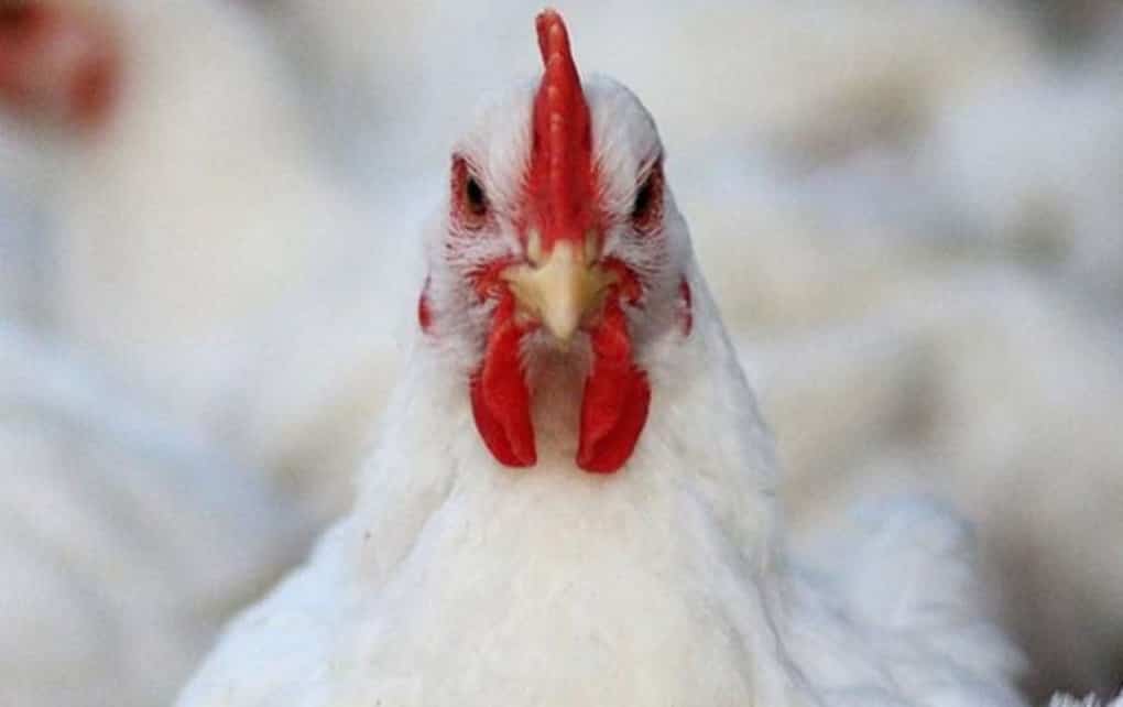 استفاده از تریاک برای افزایش وزن مرغ غیر ممکن است
