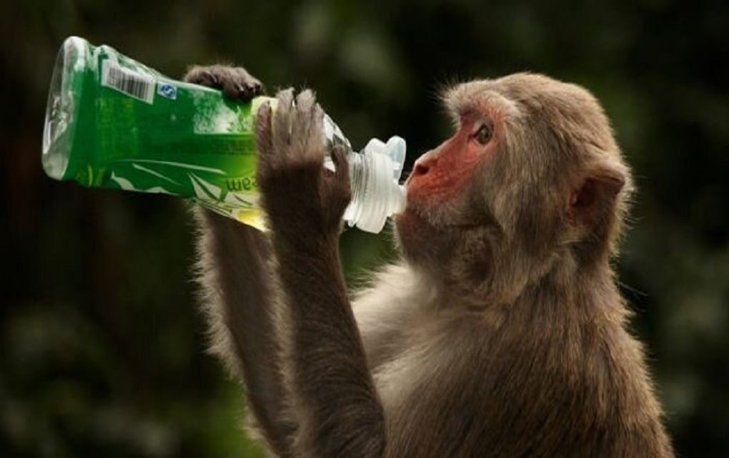 واکسن کرونای آکسفورد میمون‌ها را مصون کرد