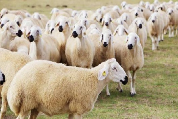 ذبح گوسفند در مراکز عرضه دام شهرداری در عیدقربان ممنوع است