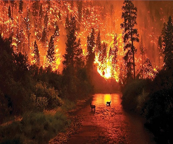 آتش سوزی گسترده کالیفرنیا ۱۰۰ هزار نفر را بی خانمان کرد