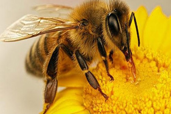 توضیحات انستیتو پاستور درباره ادعای درمان کرونا با زهر زنبور عسل