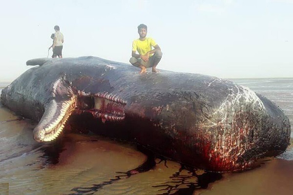 مشاهده لاشه نهنگ در سواحل سیریک استان هرمزگان