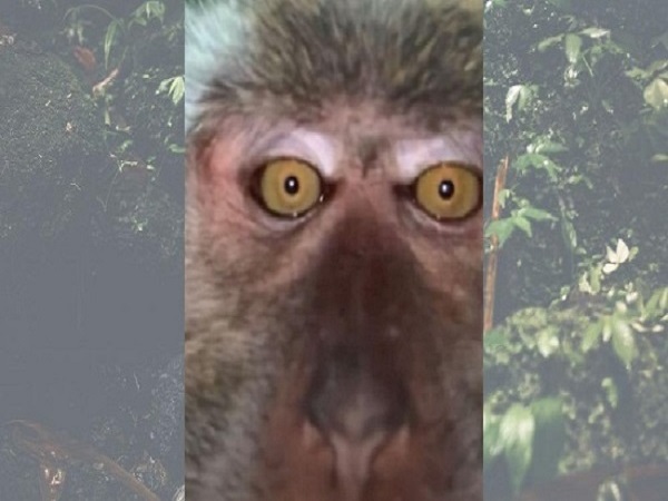 سلفی میمون با موبایل دزدی در جنگل های مالزی
