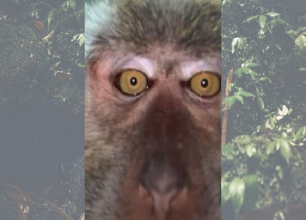 سلفی میمون با موبایل دزدی