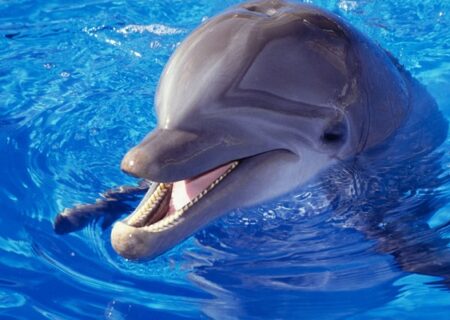 نجات دلفین از تور توسط صیادان تنگستانی