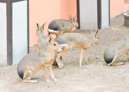 پاتاگونیان مارا موجودعجیبی است که هم کانگورو، هم خرگوش هم الاغ است+ عکس