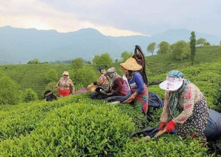 عکسهای برداشت بهاره برگ سبز چای در گیلان
