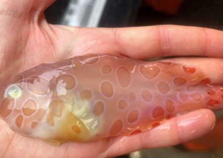 ماهی شفاف عجیب و غریب از اعماق آبهای یخی آلاسکا بیرون کشیده شد