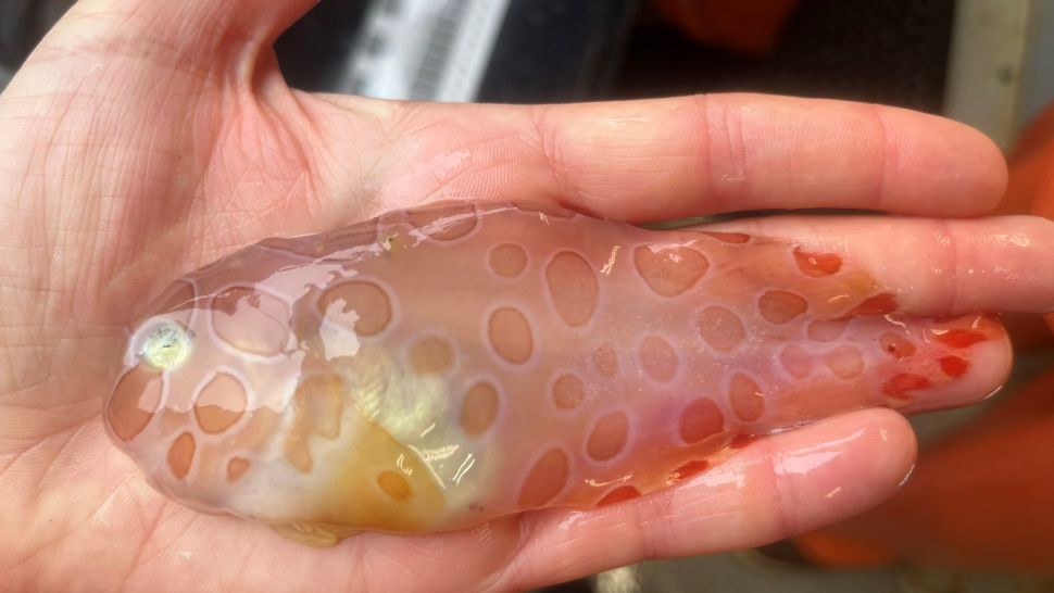 ماهی شفاف عجیب و غریب از اعماق یخی در آلاسکا بیرون کشیده شد