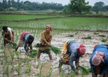 ممنوعیت صادرات برنج هند/ کشورهای آسیایی ضربه سختی خواهند دید
