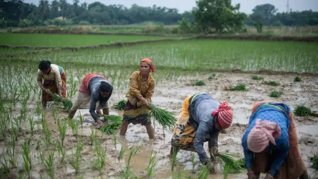 ممنوعیت صادرات برنج هند/ کشورهای آسیایی ضربه سختی خواهند دید