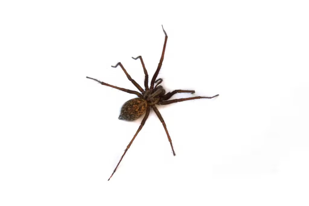 نحوه درمان نیش عنکبوت و علائمی که باید مراقب آن باشید