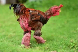 مرغ اژدهای ویتنامی گران ترین مرغ جهان
