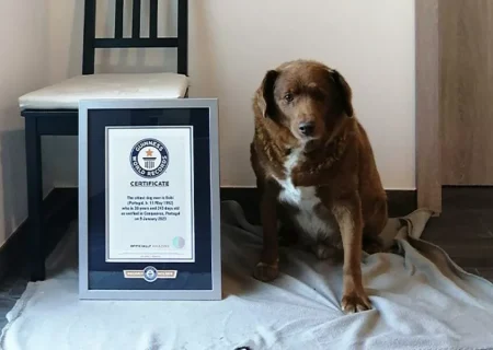گینس «بابی» ۳۱ ساله را به‌عنوان مسن‌ترین سگ جهان معرفی کرد