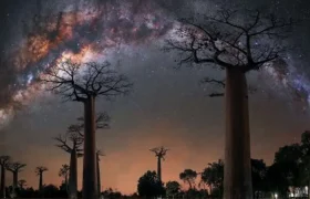 کهکشان راه شیری در کنار درختان بائوباب