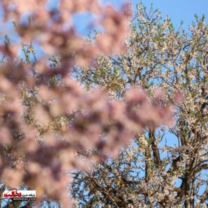 شکوفه های قزوین