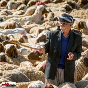 پشم چینی گوشفندان عشایر 